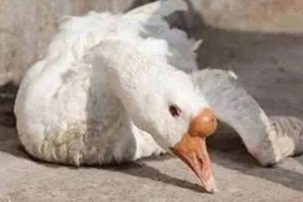 鹅副伤寒怎么处理，生蛋前使用甲醛菌苗肌肉注射治疗