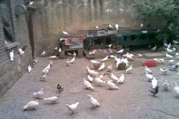 养鸽子的成本和利润，10对肉鸽的引种成本大约为200元