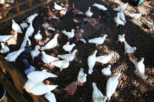 养鸽子的成本和利润，10对肉鸽的引种成本大约为200元