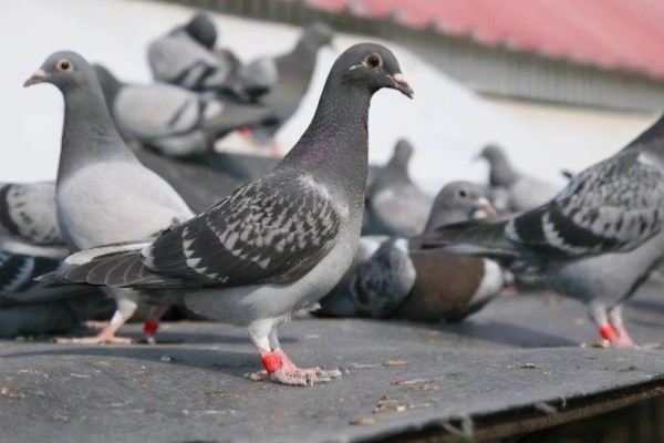 养鸽子的成本和利润，10对肉鸽的引种成本大约为200元