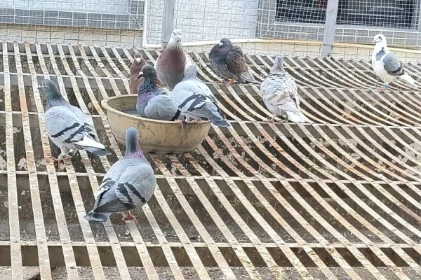 养鸽子的成本和利润，10对肉鸽的引种成本大约为200元