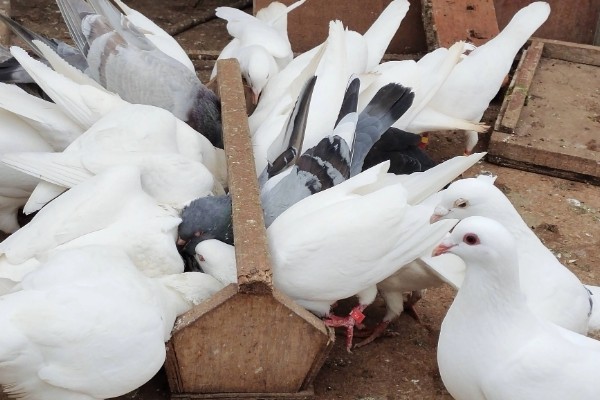 养鸽子的成本和利润，10对肉鸽的引种成本大约为200元