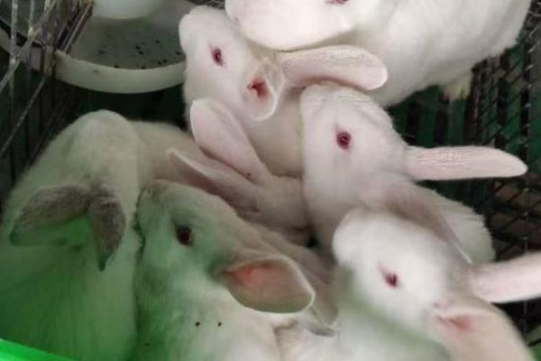 兔子如何养殖，母兔和公兔选择要求一致