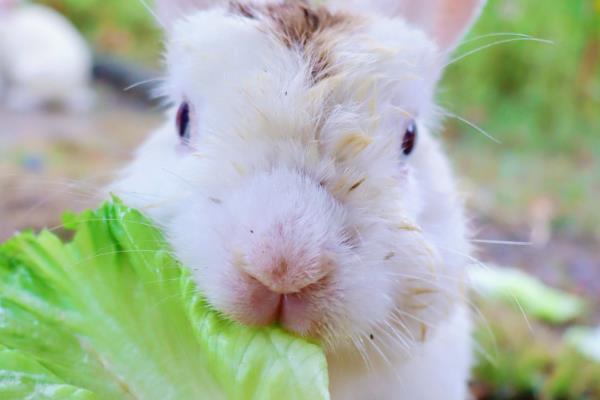 兔子如何养殖，母兔和公兔选择要求一致