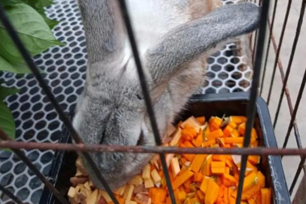 兔子如何养殖，母兔和公兔选择要求一致