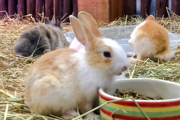 兔子如何养殖，母兔和公兔选择要求一致