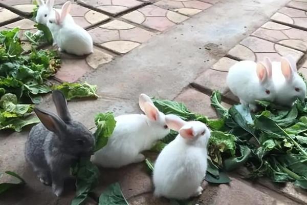兔子如何养殖，母兔和公兔选择要求一致