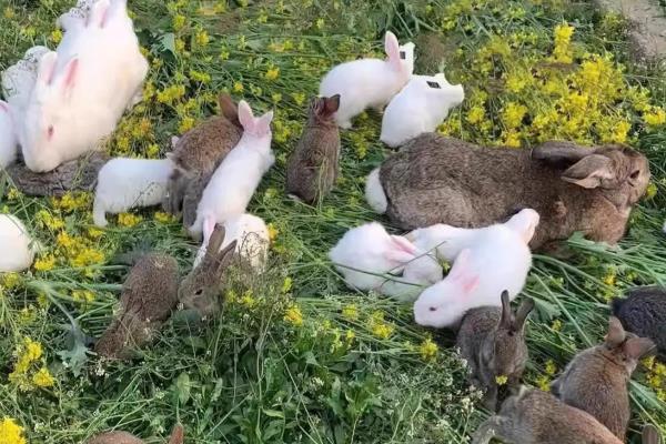 兔子如何养殖，母兔和公兔选择要求一致