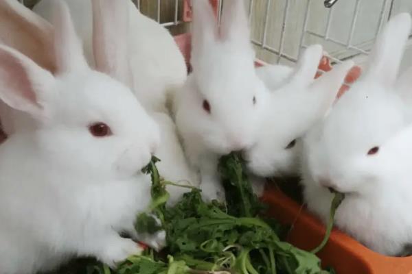 兔子如何养殖，母兔和公兔选择要求一致