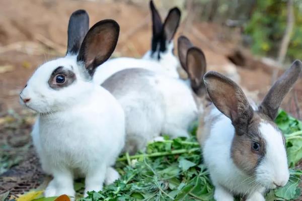 兔子如何养殖，母兔和公兔选择要求一致