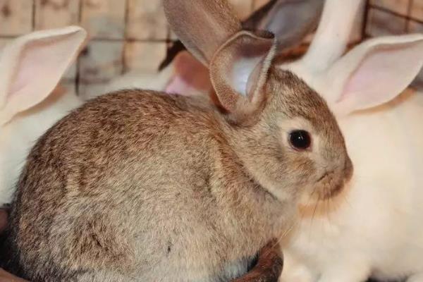 兔子如何养殖，母兔和公兔选择要求一致