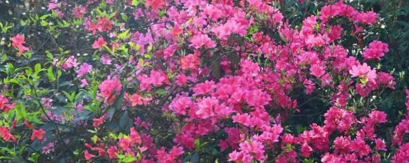 杜鹃花的生长习性，冬季应注意保暖防寒