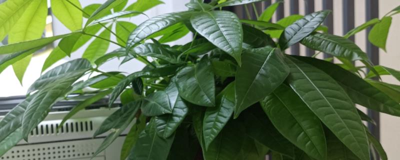 发财树黄叶如何救治，应适当遮蔽强光