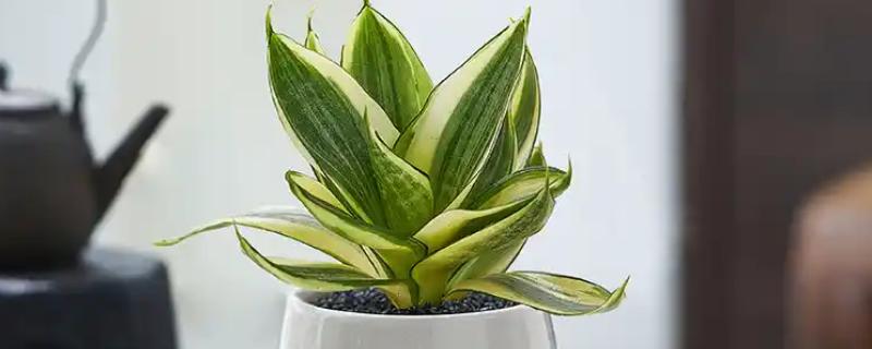 虎皮兰有什么作用，能起到观赏、净化空气等效果