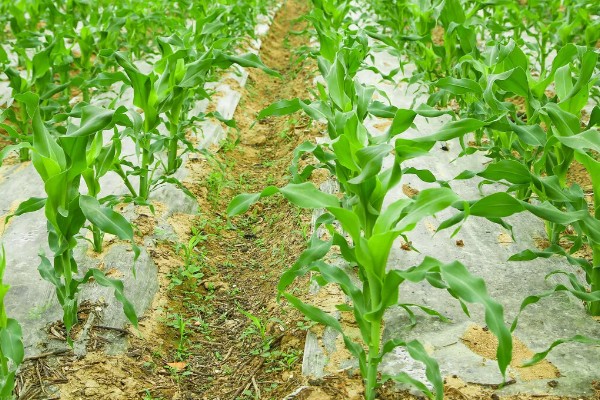 玉米宽窄行种植对品种的要求，要选择综合抗性好的品种