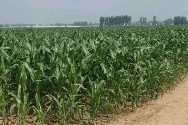 玉米宽窄行种植对品种的要求，要选择综合抗性好的品种