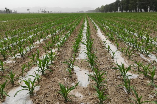 玉米宽窄行种植对品种的要求，要选择综合抗性好的品种