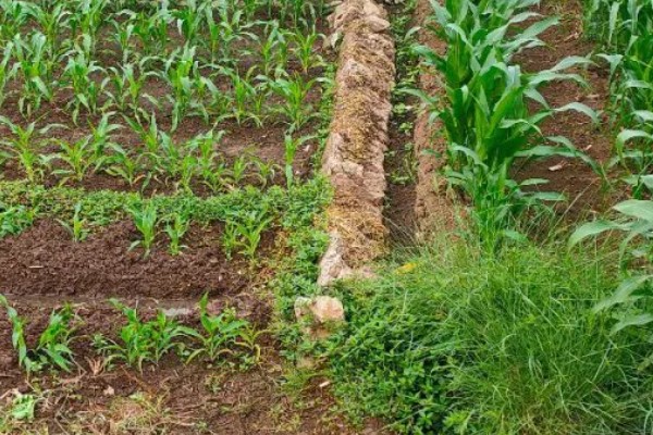 玉米宽窄行种植对品种的要求，要选择综合抗性好的品种