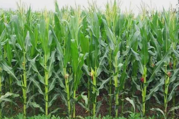 玉米宽窄行种植对品种的要求，要选择综合抗性好的品种