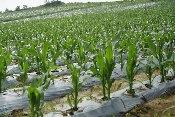 玉米宽窄行种植对品种的要求，要选择综合抗性好的品种