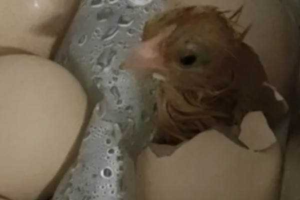 小鸡啄破小洞后多久出壳，5-12个小时就会出壳