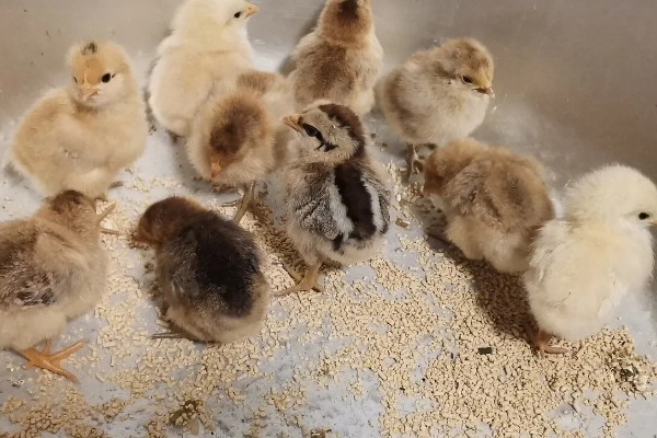 小鸡啄破小洞后多久出壳，5-12个小时就会出壳