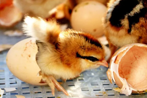 小鸡啄破小洞后多久出壳，5-12个小时就会出壳