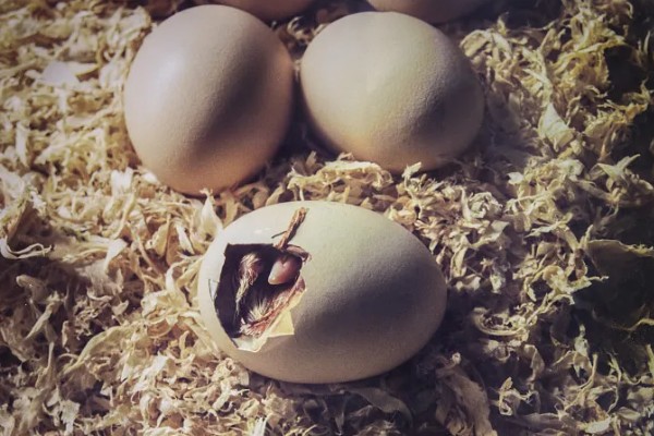 小鸡啄破小洞后多久出壳，5-12个小时就会出壳