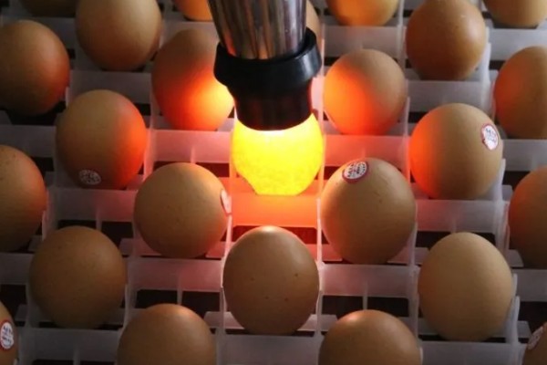 小鸡啄破小洞后多久出壳，5-12个小时就会出壳