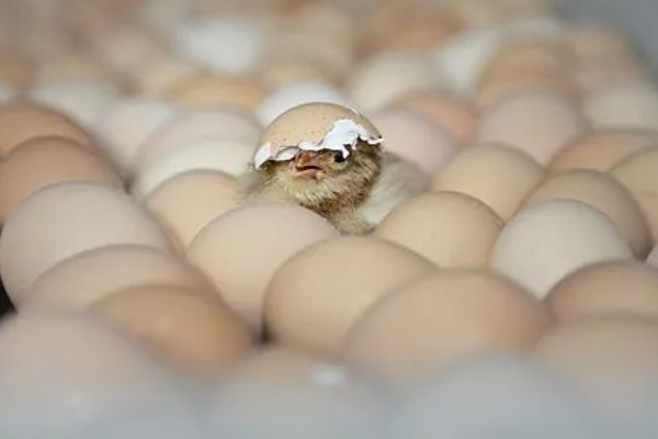 小鸡啄破小洞后多久出壳，5-12个小时就会出壳