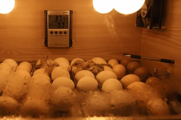 小鸡啄破小洞后多久出壳，5-12个小时就会出壳