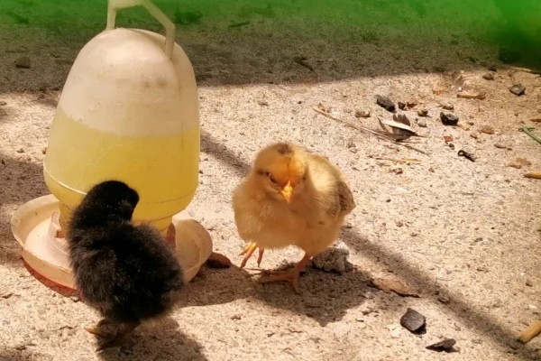 小鸡啄破小洞后多久出壳，5-12个小时就会出壳