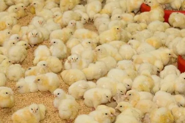 小鸡啄破小洞后多久出壳，5-12个小时就会出壳