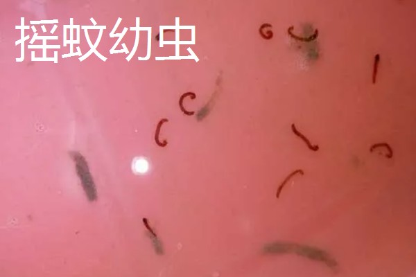 红虫有毒吗，是无毒的