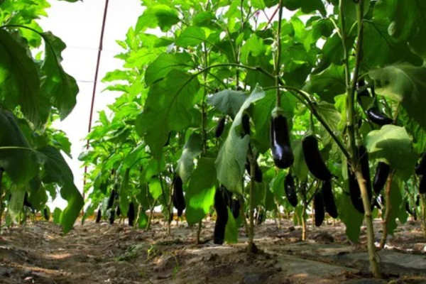 春茄子增产的小技巧，定植后应及时防寒保温