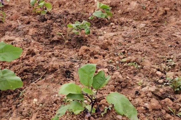 春茄子增产的小技巧，定植后应及时防寒保温