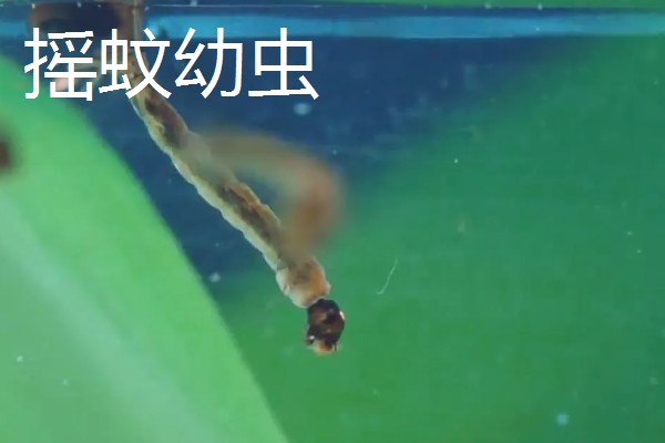 红虫有毒吗，是无毒的