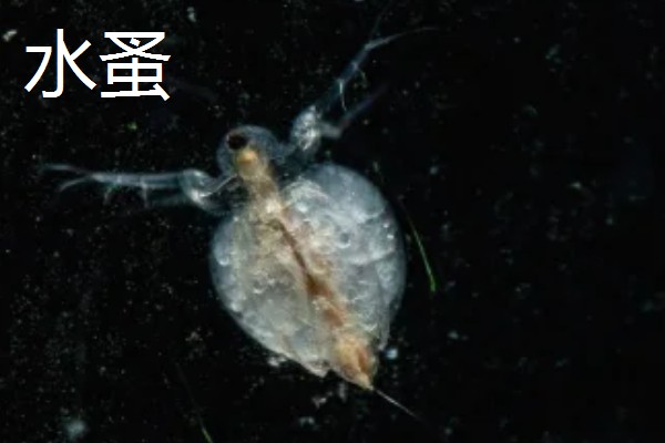 红虫有毒吗，是无毒的