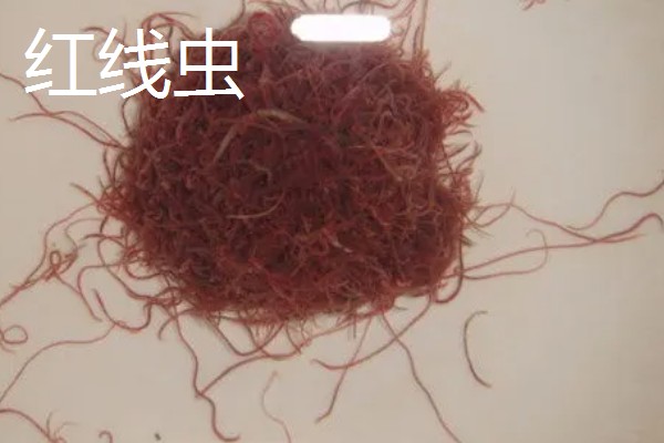 红虫有毒吗，是无毒的