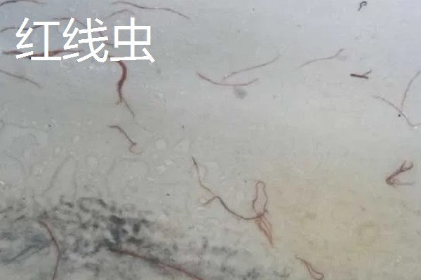 红虫有毒吗，是无毒的