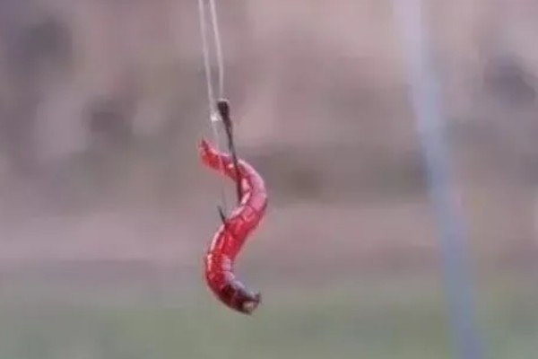 红虫有毒吗，是无毒的