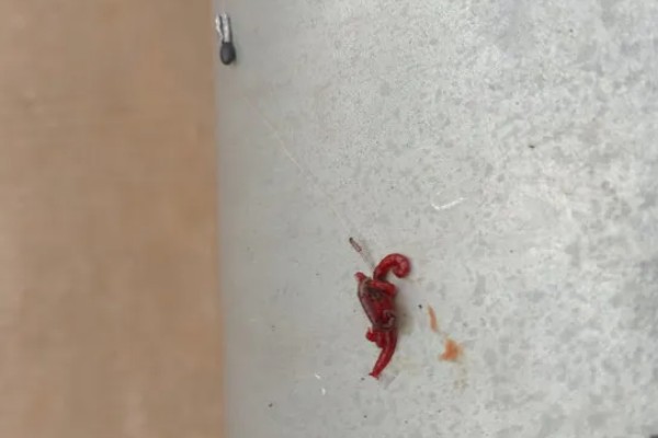红虫有毒吗，是无毒的