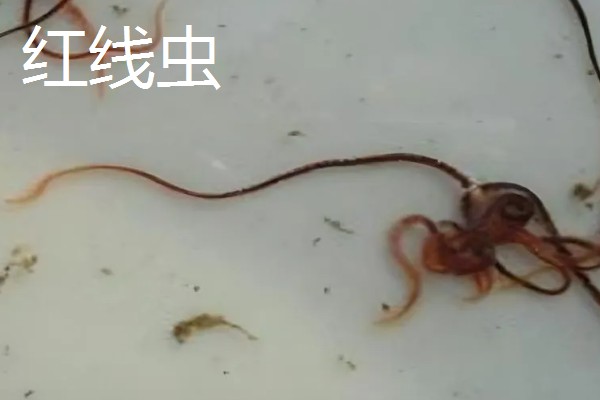 红虫有毒吗，是无毒的