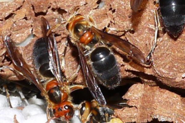 七里游胡蜂的毒性强不强，毒性在所有胡蜂中名列前茅