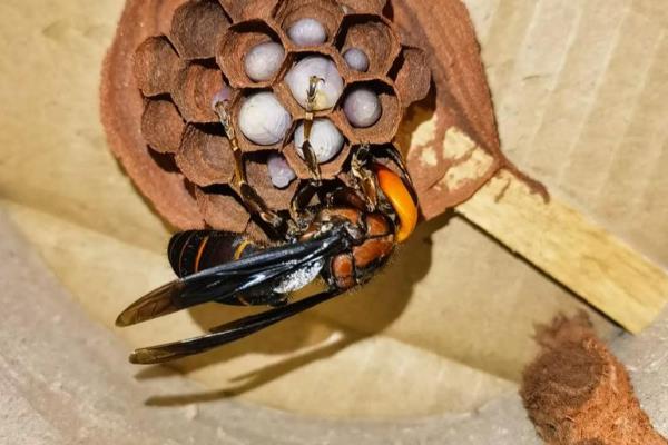 七里游胡蜂的毒性强不强，毒性在所有胡蜂中名列前茅