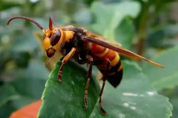 七里游胡蜂的毒性强不强，毒性在所有胡蜂中名列前茅