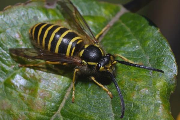 七里游胡蜂的毒性强不强，毒性在所有胡蜂中名列前茅