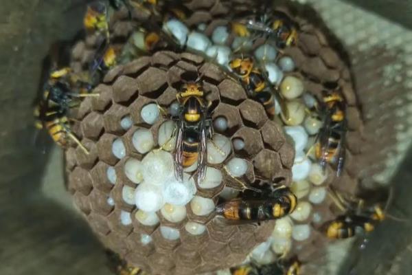 七里游胡蜂的毒性强不强，毒性在所有胡蜂中名列前茅