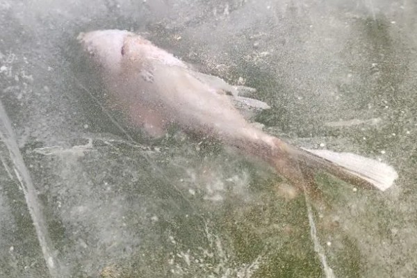 鱼被冻住会不会死亡，长时间被冻住会由于无法呼吸而致死