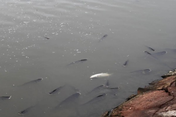 鱼被冻住会不会死亡，长时间被冻住会由于无法呼吸而致死